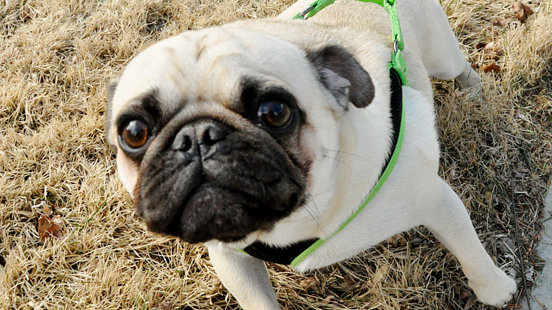Pet of the Week: Louie the Pug
