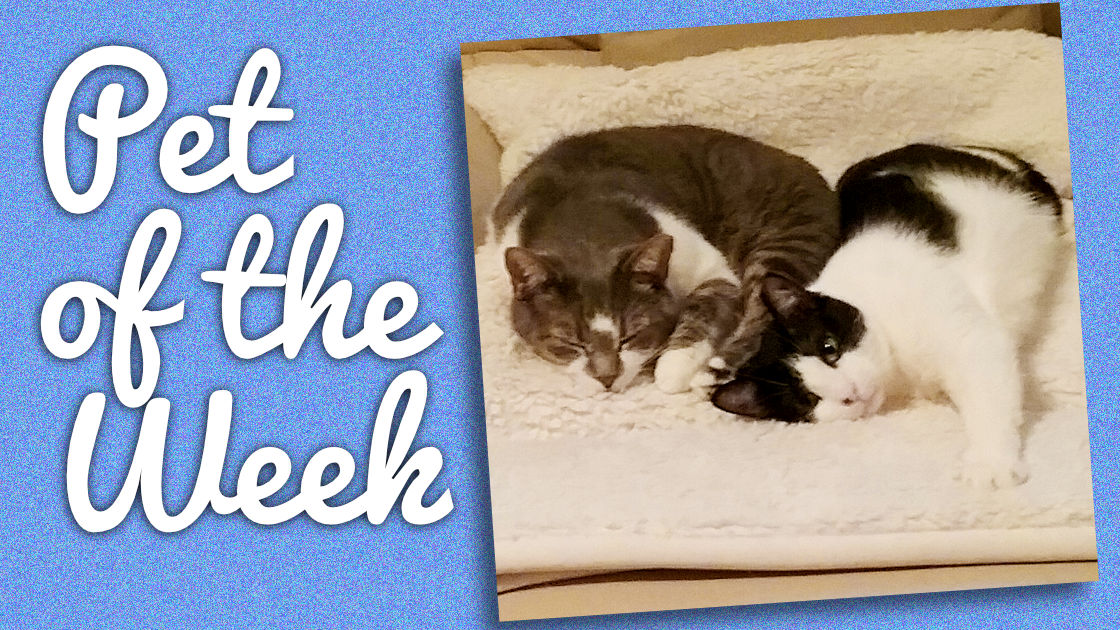 Pet of the Week: Sweetie and Pie Face