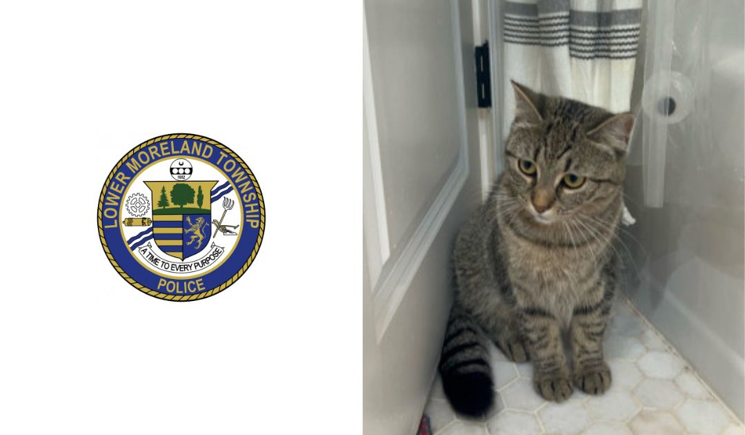 Lower Moreland Police Report Missing Tabby Cat - Glenside Local